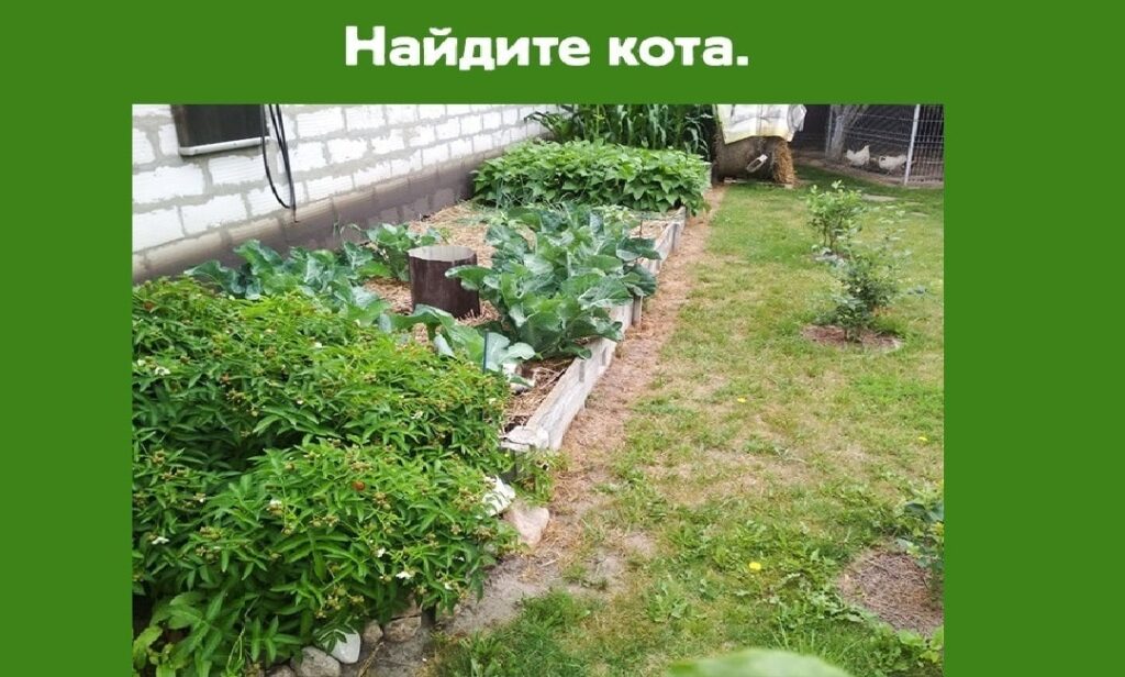 Сможете найти кота на картинке? 291990398 10159655036745172 7214637086180880431 n min